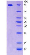 THPO / TPO / Thrombopoietin Protein - Recombinant Thrombopoietin By SDS-PAGE