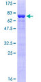 THRA / THR Alpha Protein - 12.5% SDS-PAGE of human THRA stained with Coomassie Blue