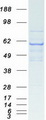 THRA / THR Alpha Protein - Purified recombinant protein THRA was analyzed by SDS-PAGE gel and Coomassie Blue Staining