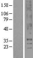 Thromboxane A2 Receptor Protein - Western validation with an anti-DDK antibody * L: Control HEK293 lysate R: Over-expression lysate