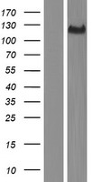 THSD4 Protein - Western validation with an anti-DDK antibody * L: Control HEK293 lysate R: Over-expression lysate