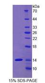 THY1 / CD90 Protein - Recombinant Thy1 Cell Surface Antigen By SDS-PAGE