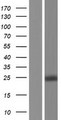 Thymidylate Kinase Protein - Western validation with an anti-DDK antibody * L: Control HEK293 lysate R: Over-expression lysate
