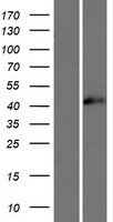 TIA-1 Protein - Western validation with an anti-DDK antibody * L: Control HEK293 lysate R: Over-expression lysate