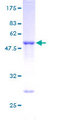 TIA-1 Protein - 12.5% SDS-PAGE of human TIA1 stained with Coomassie Blue