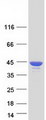 TIA-1 Protein - Purified recombinant protein TIA1 was analyzed by SDS-PAGE gel and Coomassie Blue Staining