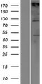 TIAM1 Protein - Western validation with an anti-DDK antibody * L: Control HEK293 lysate R: Over-expression lysate