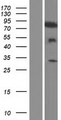 TIAM2 Protein - Western validation with an anti-DDK antibody * L: Control HEK293 lysate R: Over-expression lysate
