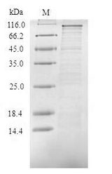 TICAM1 / TRIF Protein - (Tris-Glycine gel) Discontinuous SDS-PAGE (reduced) with 5% enrichment gel and 15% separation gel.