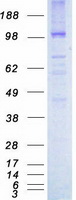 TIE1 / TIE Protein - Purified recombinant protein TIE1 was analyzed by SDS-PAGE gel and Coomassie Blue Staining