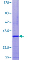 TIF-IA / RRN3 Protein - 12.5% SDS-PAGE of human RRN3 stained with Coomassie Blue