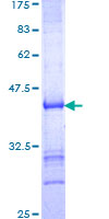 TIF-IA / RRN3 Protein - 12.5% SDS-PAGE Stained with Coomassie Blue.