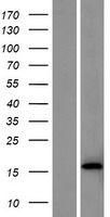 TIFAB Protein - Western validation with an anti-DDK antibody * L: Control HEK293 lysate R: Over-expression lysate