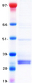 TIGIT Protein - Purified recombinant protein TIGIT was analyzed by SDS-PAGE gel and Coomassie Blue Staining