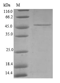 TIM23 Protein - (Tris-Glycine gel) Discontinuous SDS-PAGE (reduced) with 5% enrichment gel and 15% separation gel.