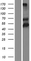 TIMD4 / TIM4 / TIM-4 Protein - Western validation with an anti-DDK antibody * L: Control HEK293 lysate R: Over-expression lysate