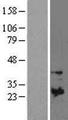 TIMP1 Protein - Western validation with an anti-DDK antibody * L: Control HEK293 lysate R: Over-expression lysate