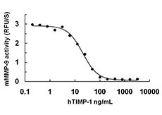 TIMP1 Protein - Human TIMP-1 inhibits the bioactivity of activated mouse MMP-9.