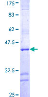 TIP48 / RUVBL2 Protein - 12.5% SDS-PAGE Stained with Coomassie Blue.