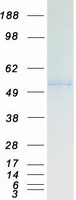 TIP48 / RUVBL2 Protein - Purified recombinant protein RUVBL2 was analyzed by SDS-PAGE gel and Coomassie Blue Staining