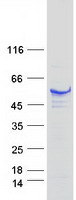 TIP49 / RUVBL1 Protein - Purified recombinant protein RUVBL1 was analyzed by SDS-PAGE gel and Coomassie Blue Staining