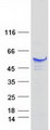TIP49 / RUVBL1 Protein - Purified recombinant protein RUVBL1 was analyzed by SDS-PAGE gel and Coomassie Blue Staining