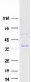 TIRAP Protein - Purified recombinant protein TIRAP was analyzed by SDS-PAGE gel and Coomassie Blue Staining