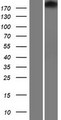 TJP1 / ZO-1 Protein - Western validation with an anti-DDK antibody * L: Control HEK293 lysate R: Over-expression lysate