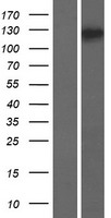 TJP3 / ZO3 Protein - Western validation with an anti-DDK antibody * L: Control HEK293 lysate R: Over-expression lysate