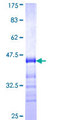TJP3 / ZO3 Protein - 12.5% SDS-PAGE Stained with Coomassie Blue.