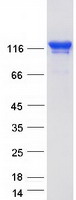 TJP3 / ZO3 Protein - Purified recombinant protein TJP3 was analyzed by SDS-PAGE gel and Coomassie Blue Staining