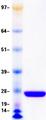 TK1 / TK / Thymidine Kinase Protein