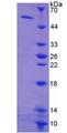 TK1 / TK / Thymidine Kinase Protein - Recombinant  Thymidine Kinase 1, Soluble By SDS-PAGE