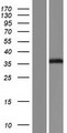 TK2 Protein - Western validation with an anti-DDK antibody * L: Control HEK293 lysate R: Over-expression lysate