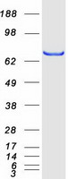 TKT / Transketolase Protein - Purified recombinant protein TKT was analyzed by SDS-PAGE gel and Coomassie Blue Staining