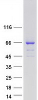 TKTL2 Protein - Purified recombinant protein TKTL2 was analyzed by SDS-PAGE gel and Coomassie Blue Staining