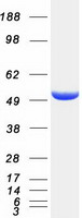 TLDC1 / KIAA1609 Protein - Purified recombinant protein TLDC1 was analyzed by SDS-PAGE gel and Coomassie Blue Staining