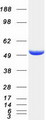 TLDC1 / KIAA1609 Protein - Purified recombinant protein TLDC1 was analyzed by SDS-PAGE gel and Coomassie Blue Staining