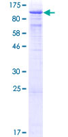 TLE1 / TLE 1 Protein - 12.5% SDS-PAGE of human TLE1 stained with Coomassie Blue