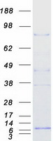 TLE2 Protein - Purified recombinant protein TLE2 was analyzed by SDS-PAGE gel and Coomassie Blue Staining