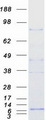 TLE2 Protein - Purified recombinant protein TLE2 was analyzed by SDS-PAGE gel and Coomassie Blue Staining
