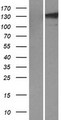 TLL1 Protein - Western validation with an anti-DDK antibody * L: Control HEK293 lysate R: Over-expression lysate