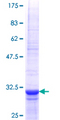 TLL1 Protein - 12.5% SDS-PAGE Stained with Coomassie Blue.