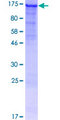 TLL2 Protein - 12.5% SDS-PAGE of human TLL2 stained with Coomassie Blue
