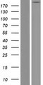 TLN2 / Talin 2 Protein - Western validation with an anti-DDK antibody * L: Control HEK293 lysate R: Over-expression lysate