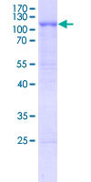 TLR10 Protein