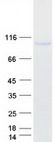 TLR4 Protein - Purified recombinant protein TLR4 was analyzed by SDS-PAGE gel and Coomassie Blue Staining
