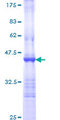 TLR5 Protein - 12.5% SDS-PAGE Stained with Coomassie Blue.