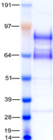 TLR5 Protein - Purified recombinant protein TLR5 was analyzed by SDS-PAGE gel and Coomassie Blue Staining