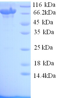 TLR8 Protein
